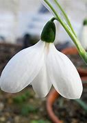 Image result for Galanthus elwesii White Perfection