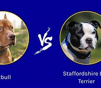 Image result for Staffordshire Blue Pit Bull