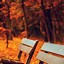 Image result for Fall iPhone 7 Lock Screen