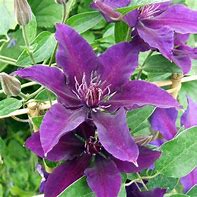 Image result for Clematis Fleuri
