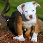 Image result for Baby Red Nose Pitbull