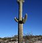 Image result for Cactus Forest Scenic Loop Drive