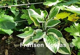 Image result for Hosta Lakeside Dimpled Darling