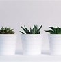 Image result for Minimalist Aesthetic Plant Desktop