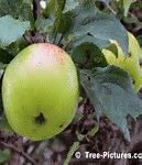 Image result for 80Z Apple Fruit