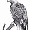 Image result for Agila Drawing Easy