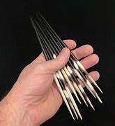 Image result for Porcupine Quills Barbed