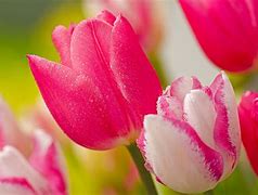 Image result for Pretty Pink Flowers Tulip