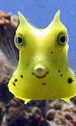 Image result for Cute Fish