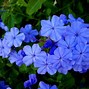 Image result for blue flower