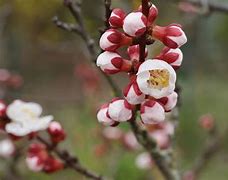 Image result for Prunus Armeniaca