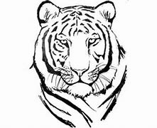 Image result for White Tiger Face Drawing