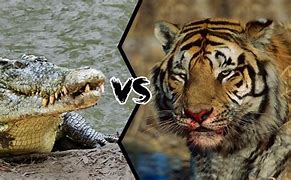 Image result for Tiger Attacks Crocodile