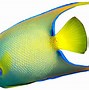 Image result for Hawaiian Tropical Fish Clip Art