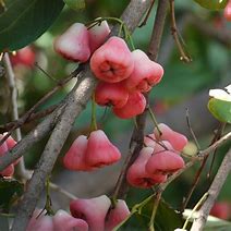 Image result for Rose Apple Fruit Tree