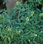 Image result for Helleborus argutifolius