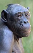 Image result for What Are Bonobos Apes