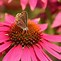 Image result for Echinacea purpurea Fatal Attraction ®