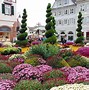 Image result for Chrysanthema Lahr