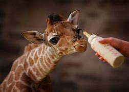 Image result for Funny Baby Giraffe