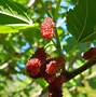 Image result for Morus Hardy Mulberry Tree