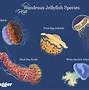 Image result for jellyfish