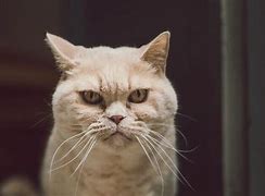 Image result for Serious Cat Face