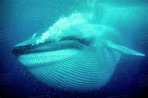 Image result for Blue Whale for Show