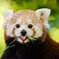 Image result for Bamboo Tree Panda