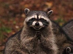 Image result for Evil Plotting Raccoon Meme