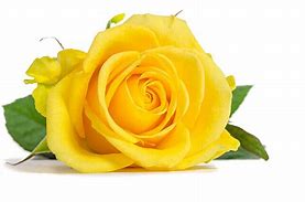 Image result for Royalty Free Yellow Rose Wallpaper