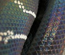 Image result for Iridescent Snake Scales