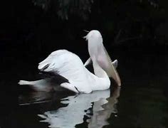 Image result for Pelican Eats Seagull