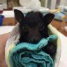 Image result for Real Cute Bats