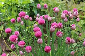 Image result for Allium schoenoprasum Album