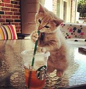 Image result for Cat Ice Coffee Meme