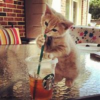 Image result for Cat Drinking Tea Meme
