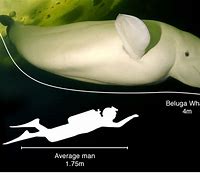 Image result for Beluga Whale Brain