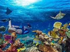 Image result for Snorkeling Underwater