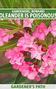 Image result for Oleander Plant Poisonous
