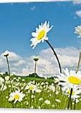 Image result for Flowers Green screen