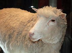 Image result for Sheep Named Dolly