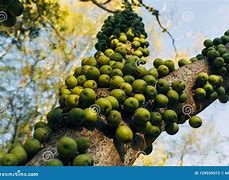 Image result for African Marula Fruit