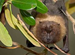 Image result for Smallest Fruit Bat