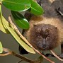 Image result for Fruit Bat I Na Tree