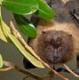 Image result for Fruit Bat Face Up Close