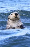 Image result for Sea Otter Face