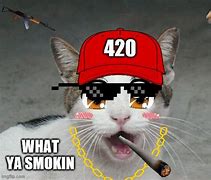 Image result for 420 Kitten Meme