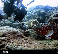Image result for Antalya Fish Underwater