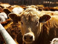 Image result for Beef Cattle Cows
